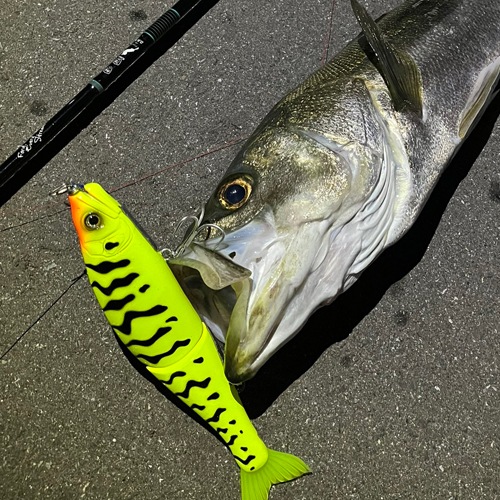 ネコポス不可】ジョインテッドクローマグナム230（Floating） | すべて