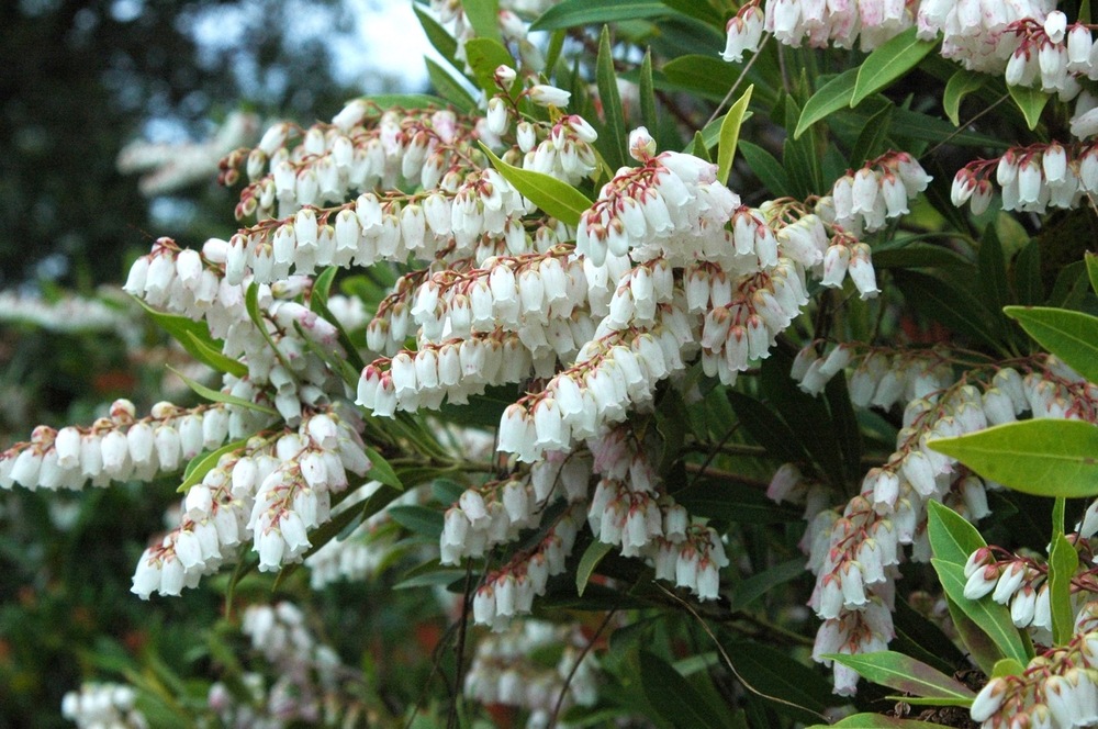 アセビ（ツツジ科） | 見ごろの植物