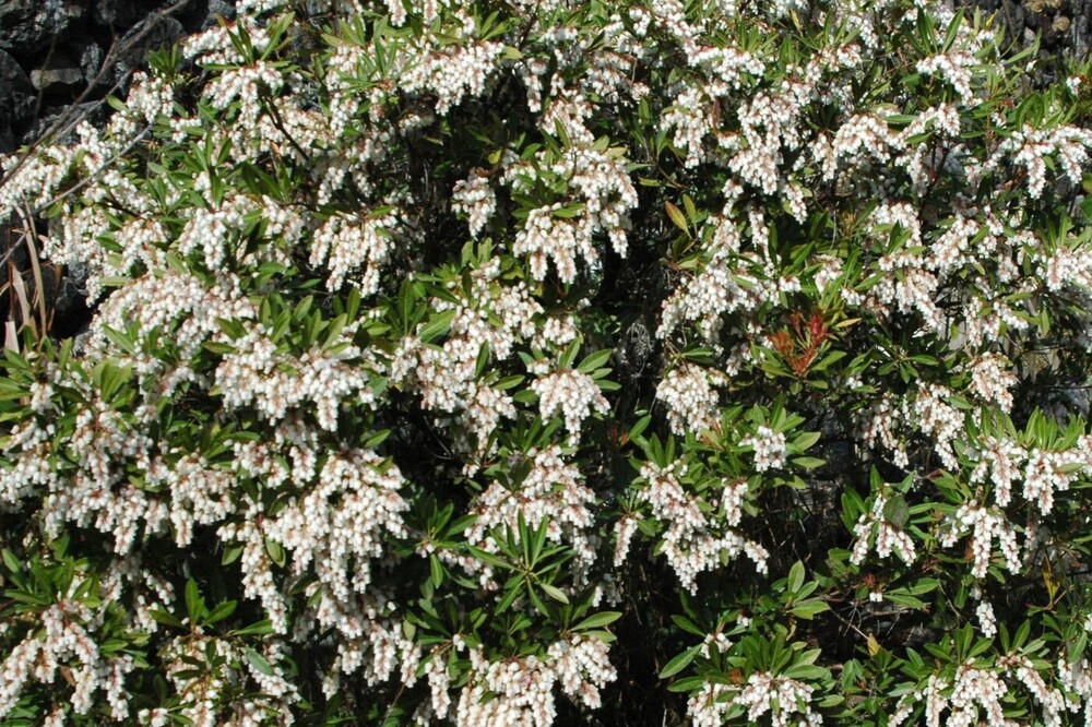 アセビ（ツツジ科） | 見ごろの植物