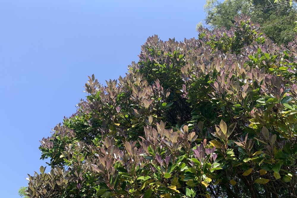 ヒサカキサザンカ（ツバキ科） | 見ごろの植物