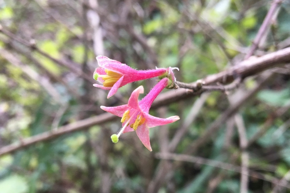 ヤマウグイスカグラ（スイカズラ科） | 見ごろの植物