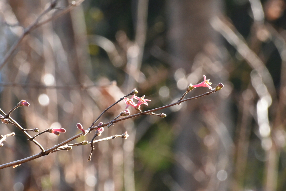 ヤマウグイスカグラ（スイカズラ科） | 見ごろの植物