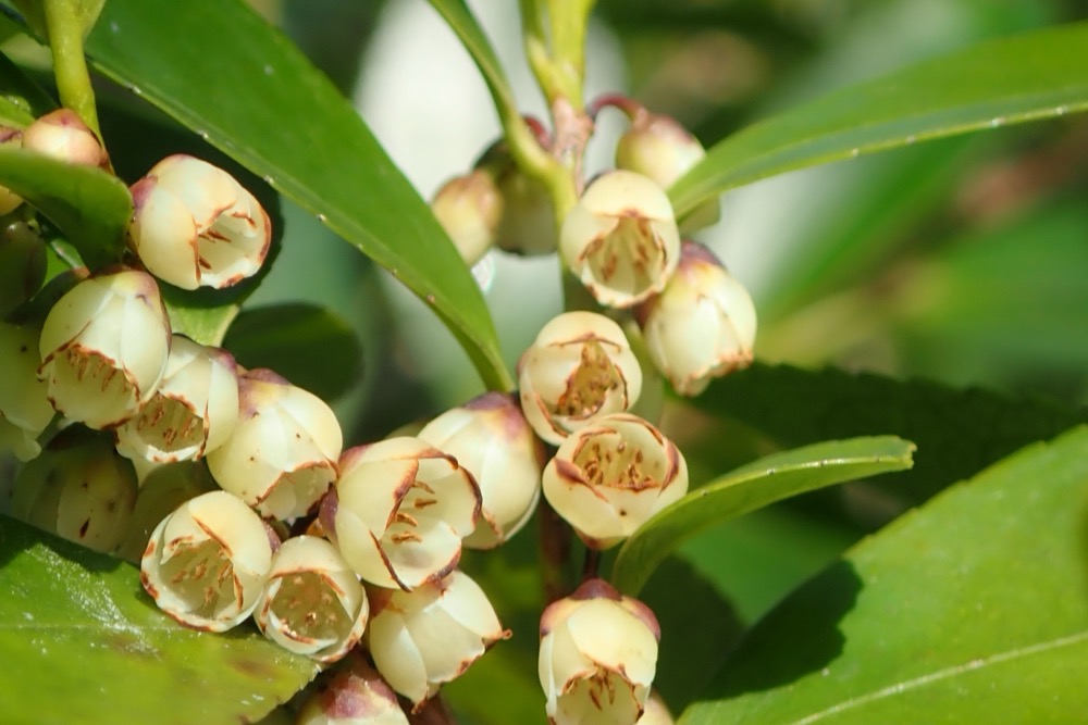 ヒサカキ（サカキ科） | 見ごろの植物