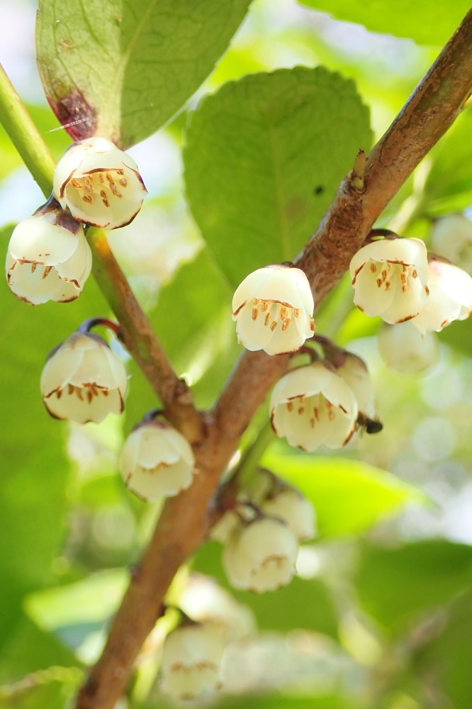 ヒサカキ（サカキ科） | 見ごろの植物