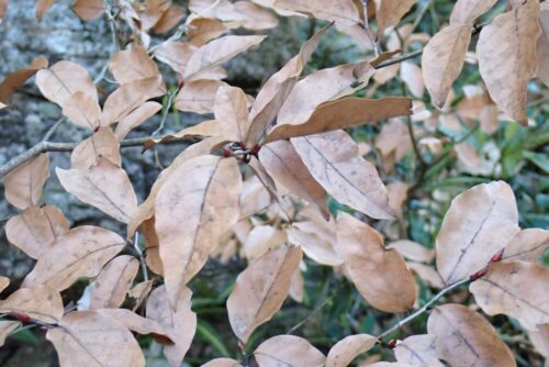 ヤマコウバシ（クスノキ科） | 見ごろの植物