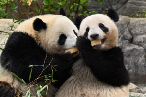 上野パンダ・シャオシャオとレイレイ4歳記念の写真集が発売｜あとなび