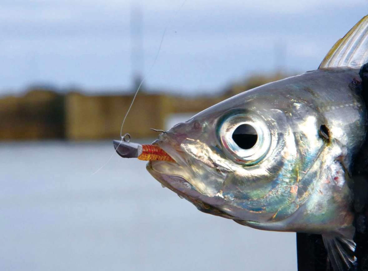 ジャスト！シリーズ「アジング」 | ソルトルアーブランド【MAGBITE】