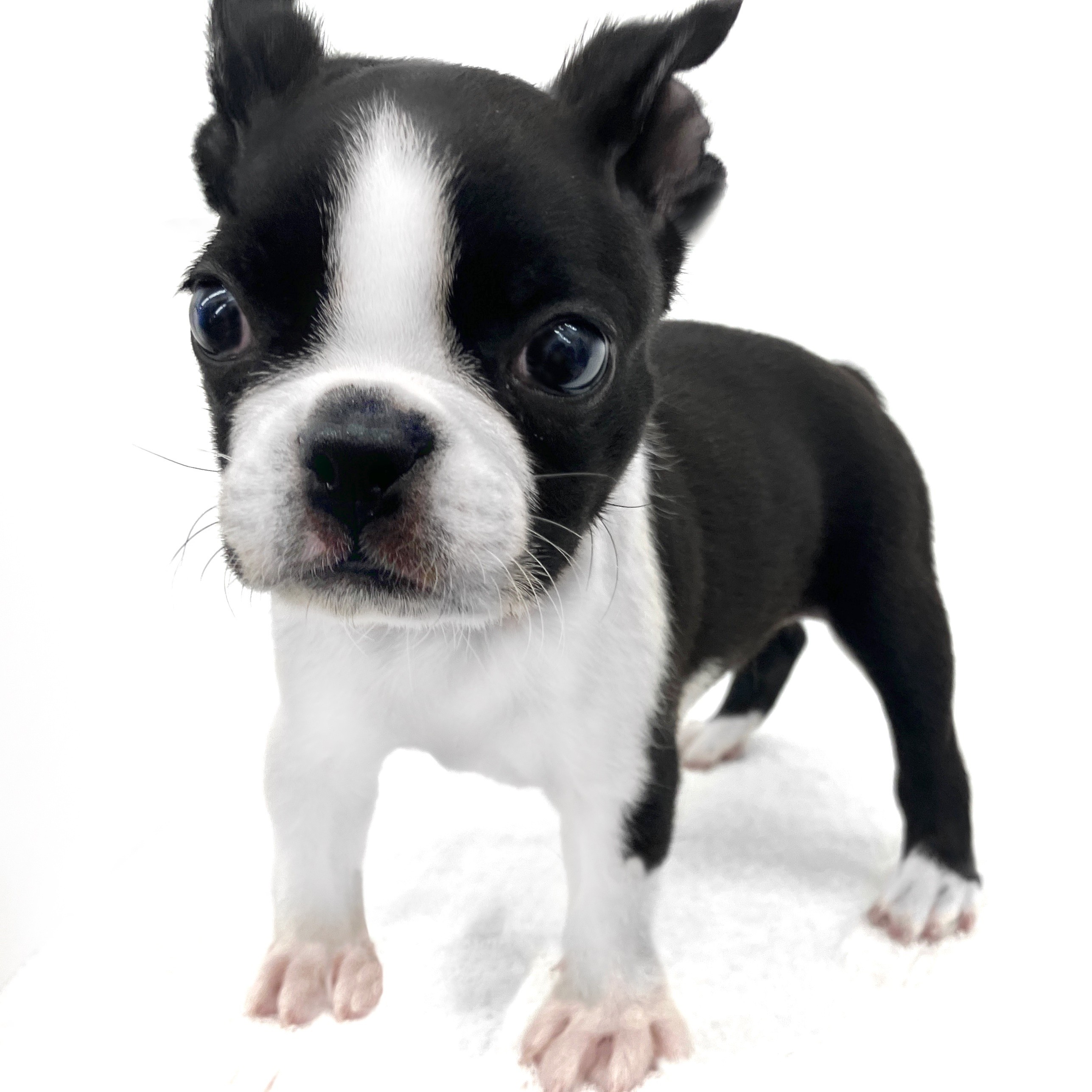 ボストンテリア | ペットショップ マルワン 小さめ子犬 美形な子猫