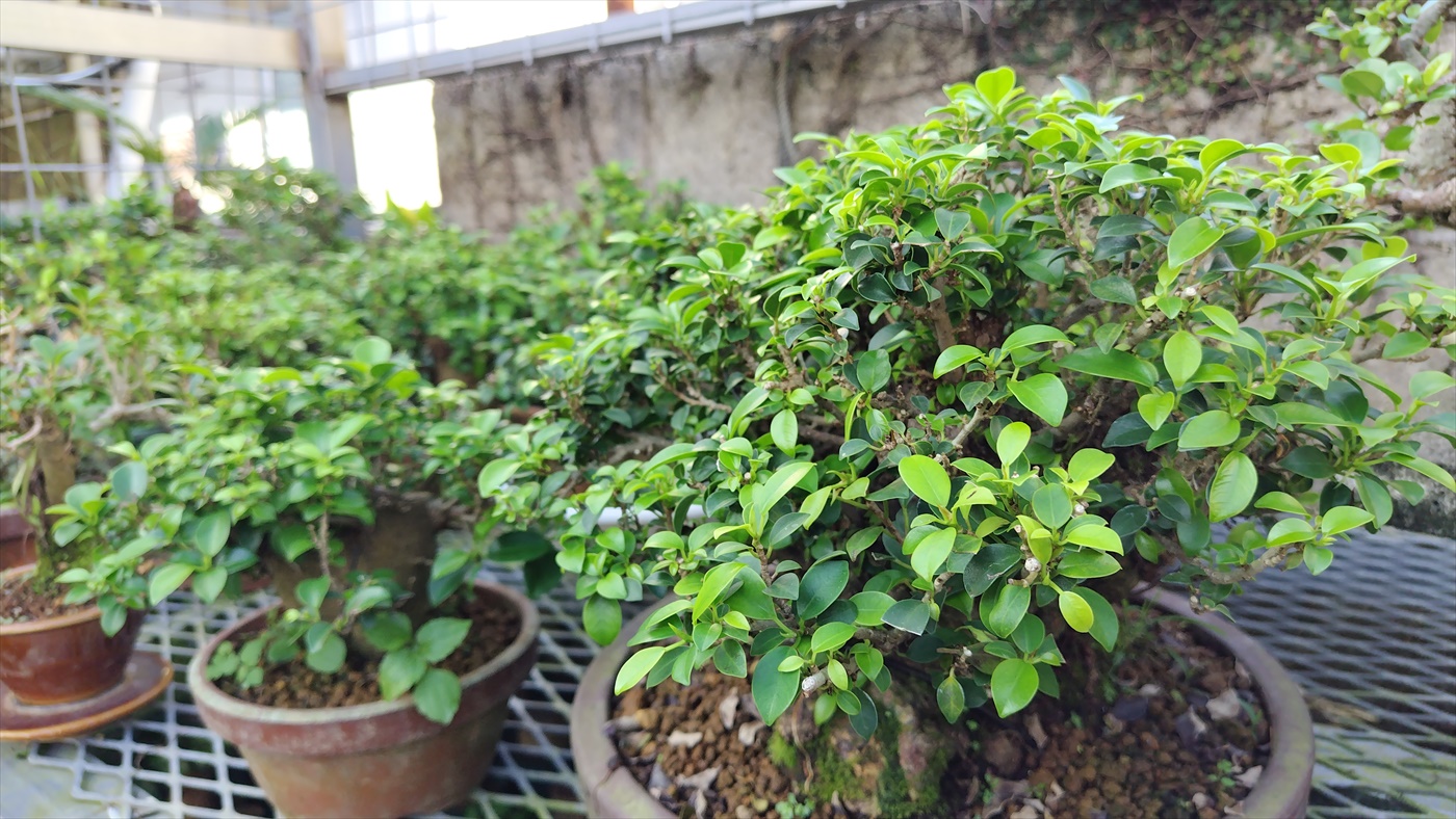 小葉ガジュマルの育て方① | 丸吉工芸｜沖縄小葉ガジュマル｜観葉植物