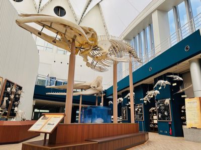 ほねの おと？ほね のおと？｜マリンワールド海の中道