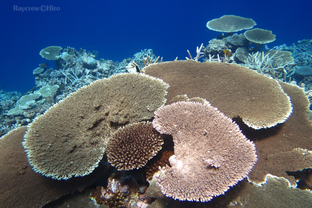 環礁の成り立ちとサンゴ について【アトール・システム】