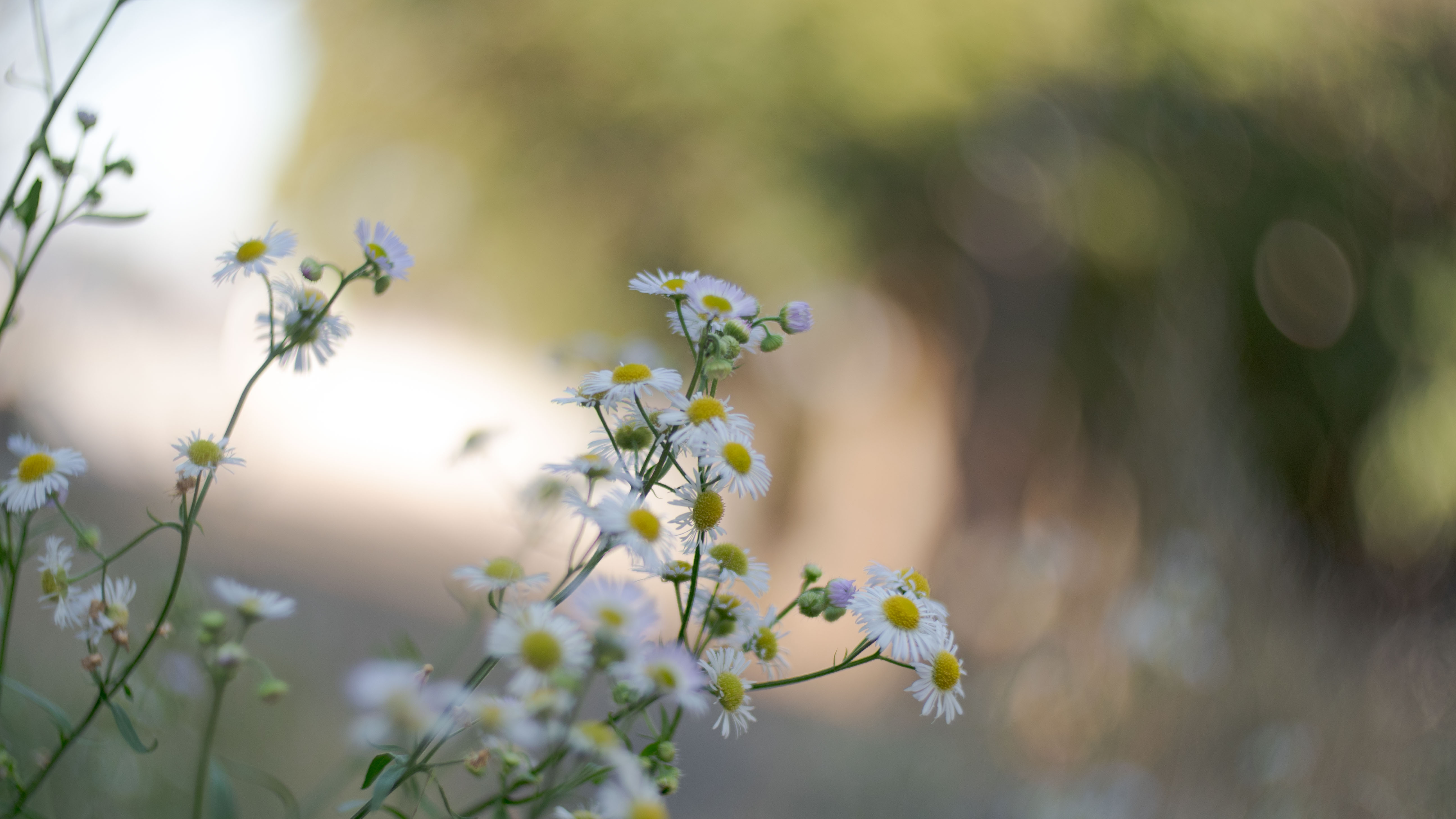 ぐるぐるボケ＆逆光耐性なさすぎ クセ強め MCヘリオス77M-4 50/1.8 M42