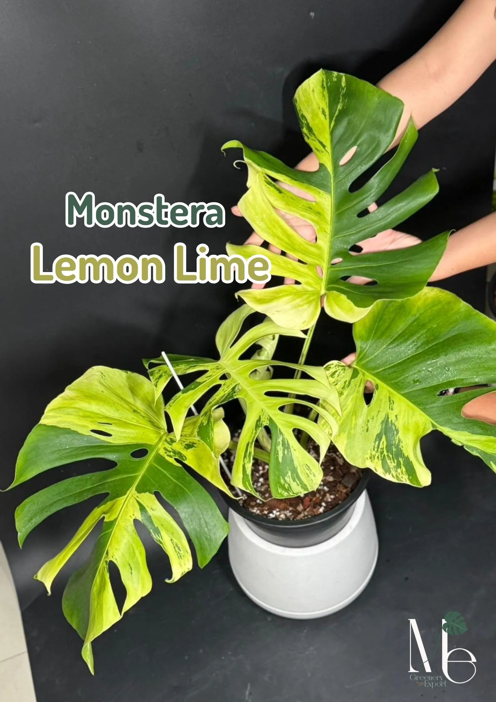 Monstera Lemon Lime: The Bright, Bold Beauty You May Not Know