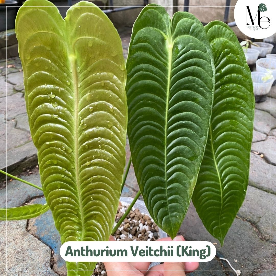 Anthurium Veitchii Super Narrow (King Super Narrow)
