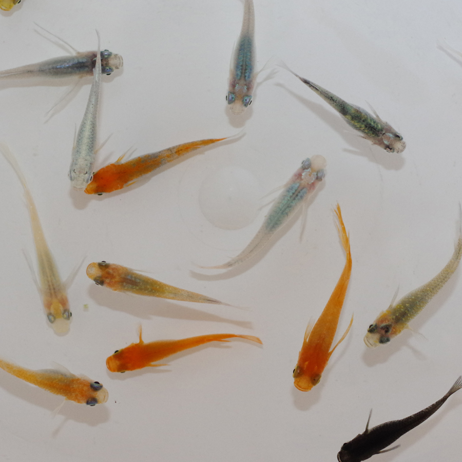 厳選メダカミックス （M～Lサイズ） 10匹+α 送料無料(一部地域除く