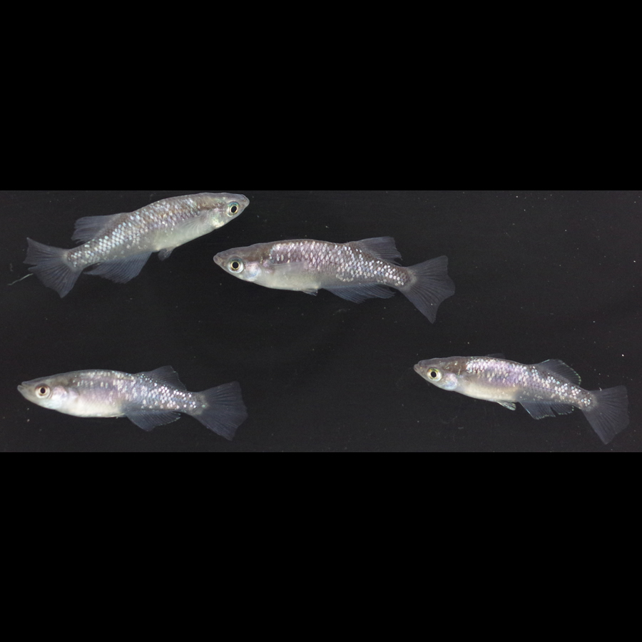 スーパー魔王・改 メダカ めだか （M～Lサイズ） 2ペア / メダカ販売