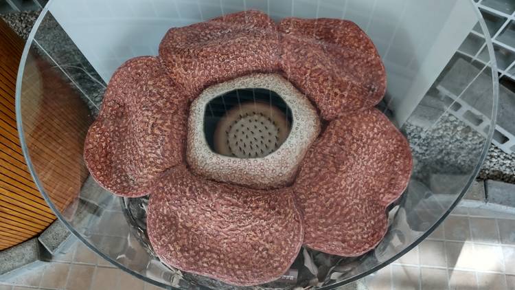 特別展「植物 地球を支える仲間たち」