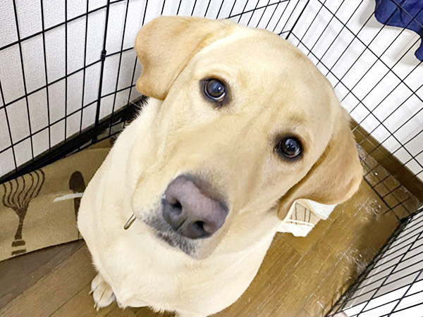 2021.1.31 / ラブ(ココ)ちゃん / ラブラドールレトリバー / 1歳