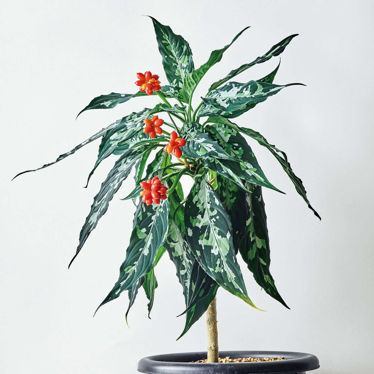 珍奇植物図鑑。豊富なバリエーションの迷彩模様が魅力「アグラオネマ