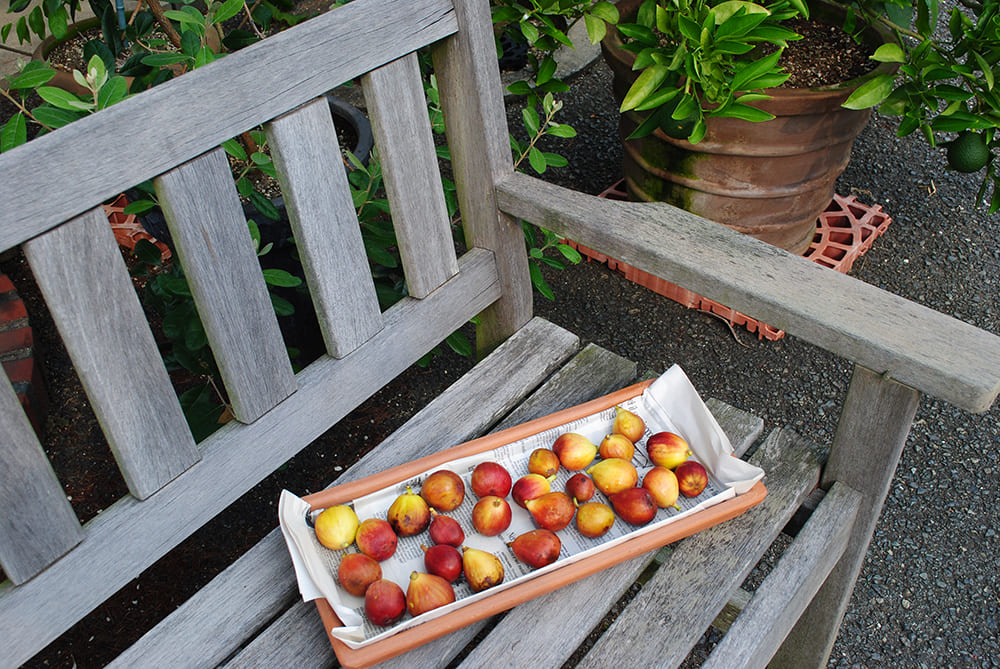 いちじく｜ポット苗] リサ 挿し木 1年生苗 | 【モンベルジェ】果樹苗木