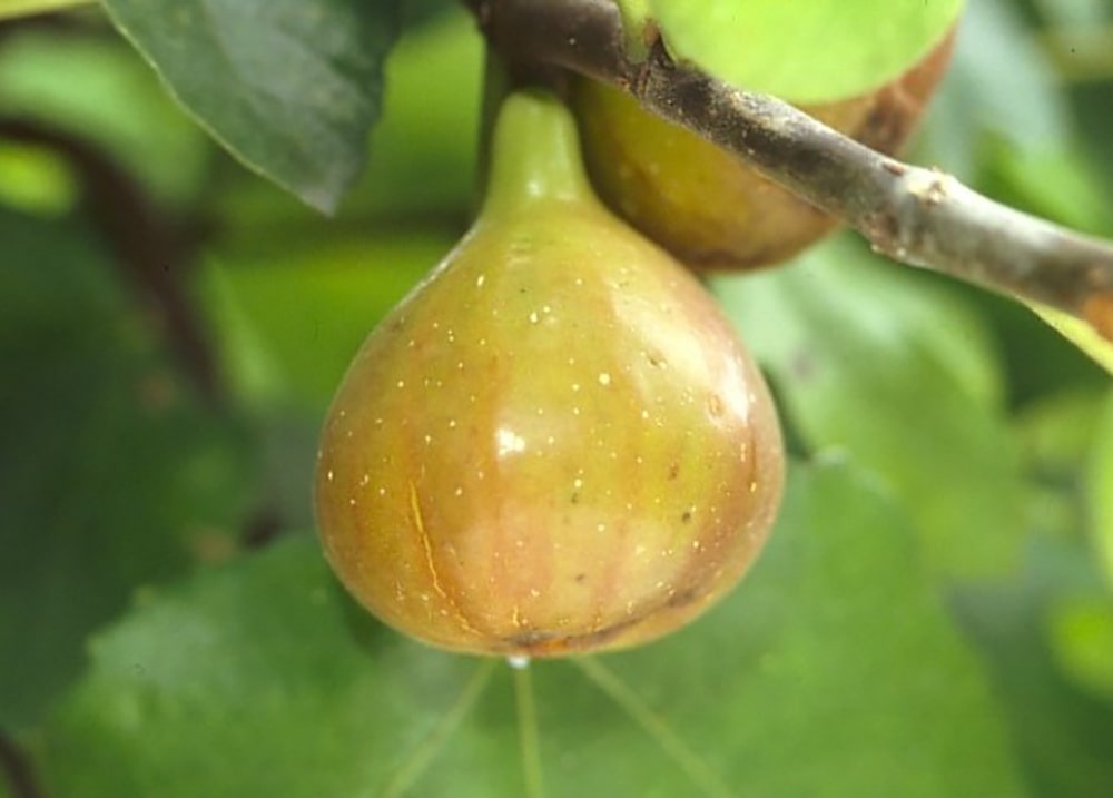 いちじくの苗木一覧 | 【モンベルジェ】果樹苗木・生果・農業資材の