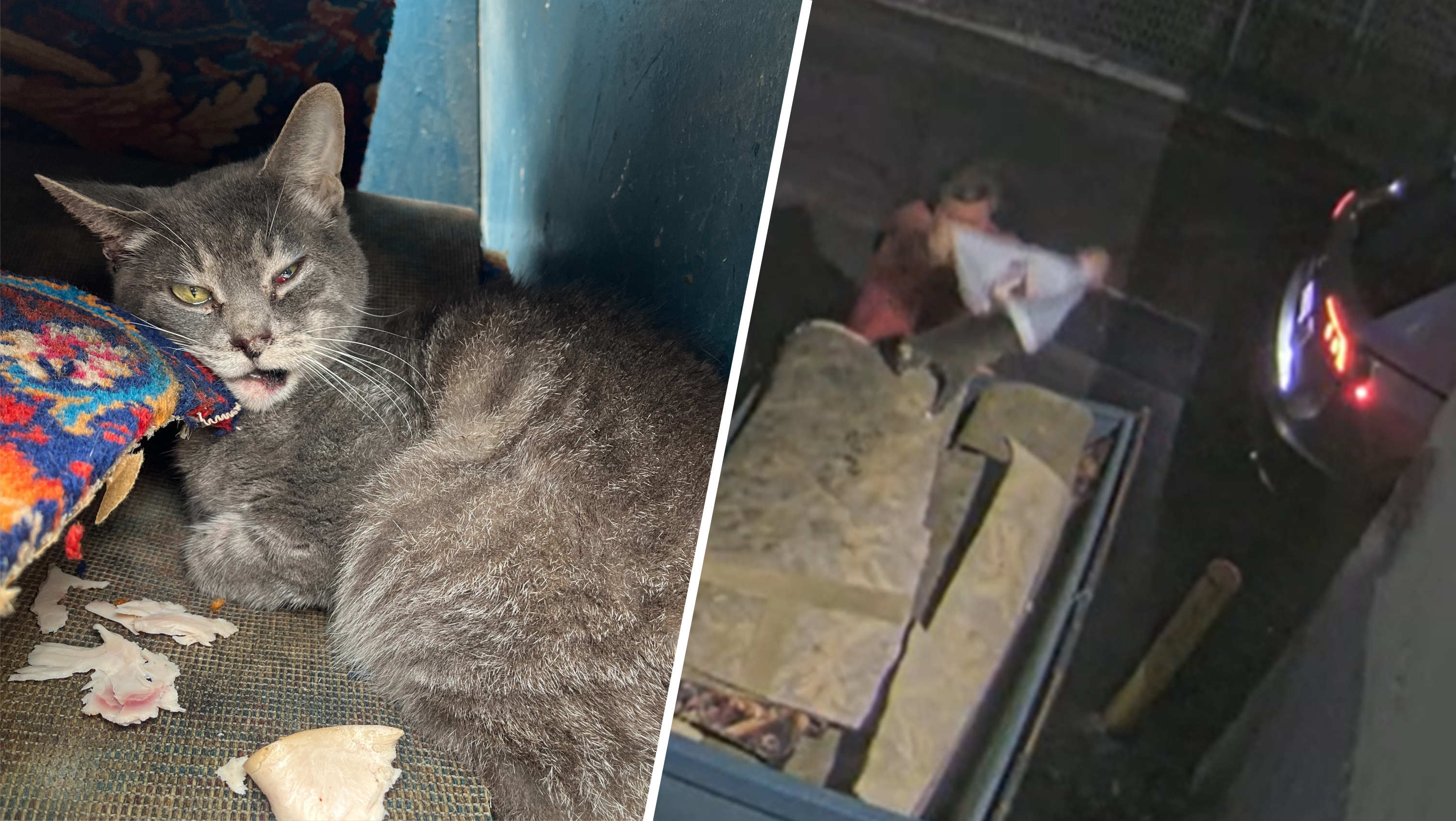 OC man accused of throwing cat into dumpster out on bail – NBC Los