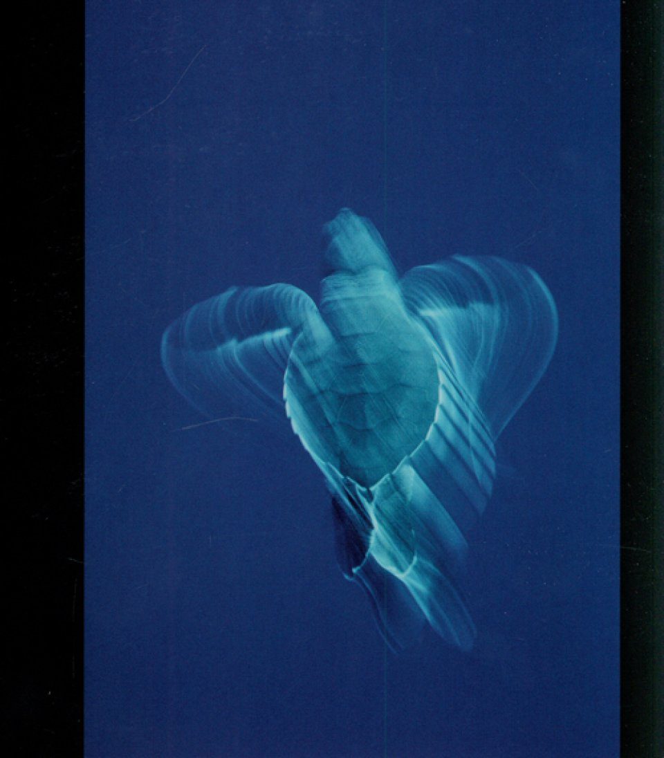 Through the Lens: National Geographic's Greatest Photographs