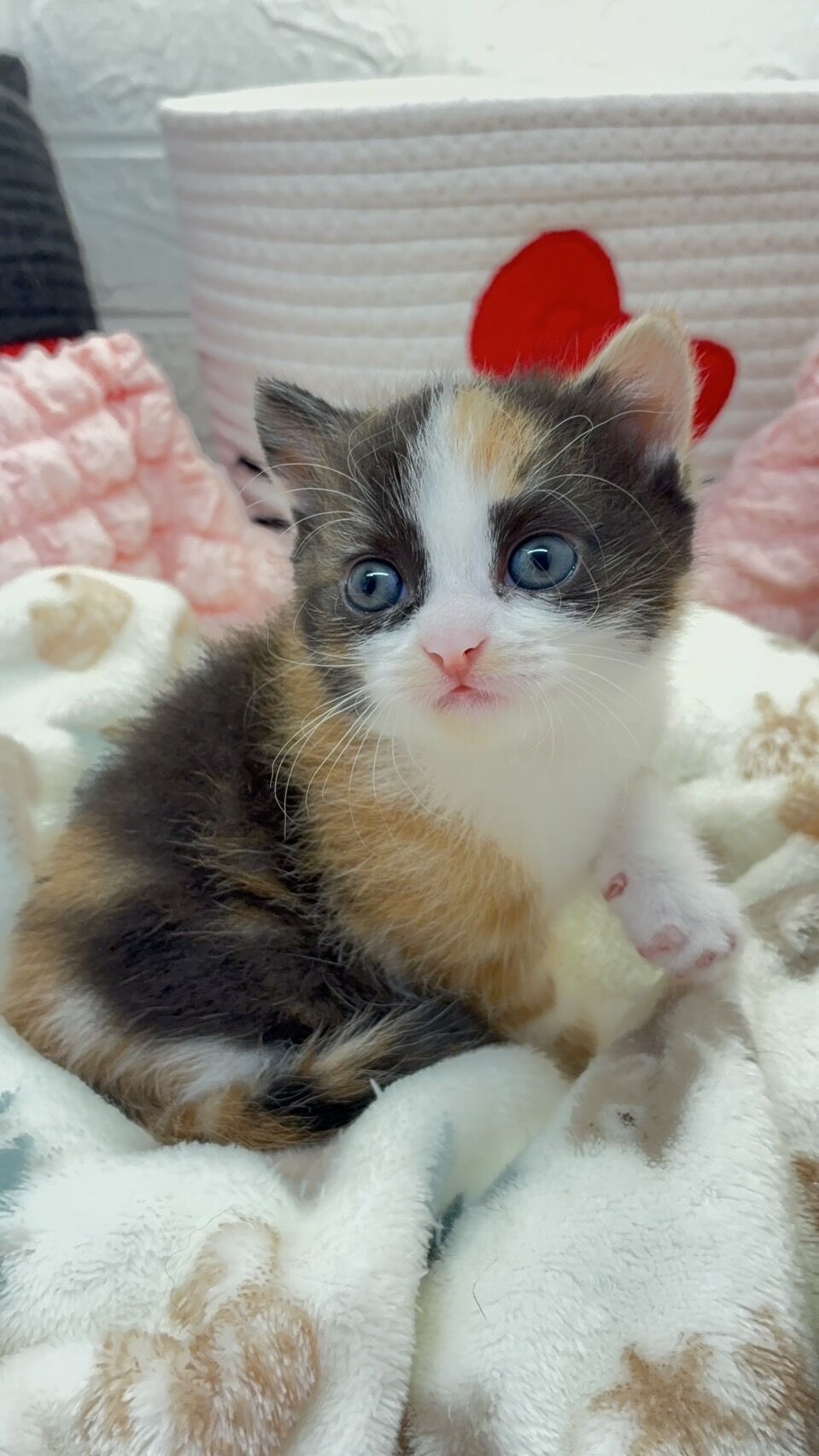 スコティッシュフォールド バニー 三毛猫ちゃん | 子猫一覧 | 埼玉県