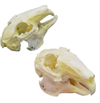 414moXrjMvL._AC_UF350,