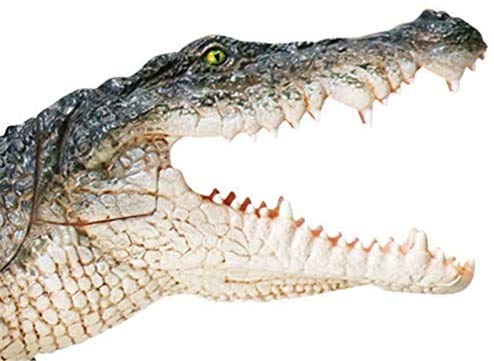 Amazon.co.jp: モデルのワニの体の解剖学医療シミュレーションワニの