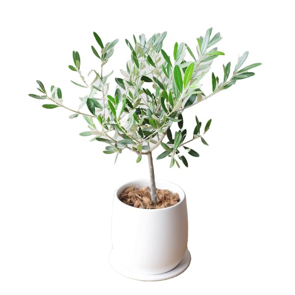 Amazon｜オリーブの木 ホワイト陶器鉢植え 観葉植物 卓上 本物