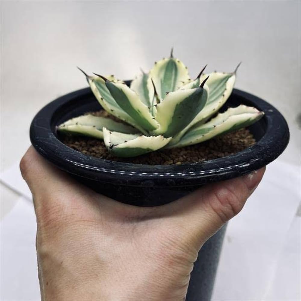 Amazon｜多肉植物 ：アガベ 吉祥冠錦 スーパークラウン*｜観葉植物