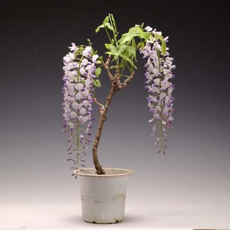 Amazon.co.jp: 苗：一才藤(大)* ふじ フジ : DIY・工具・ガーデン