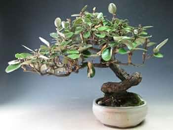 Amazon | 盆栽 寒グミのミニ盆栽【現品】実は付いておりません