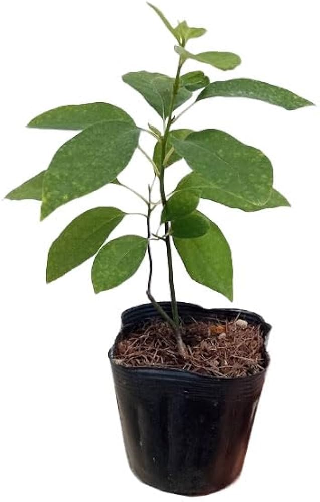 Amazon.co.jp: クロモジ（黒文字） 3.5号ポット[盆栽に][樹木の苗木