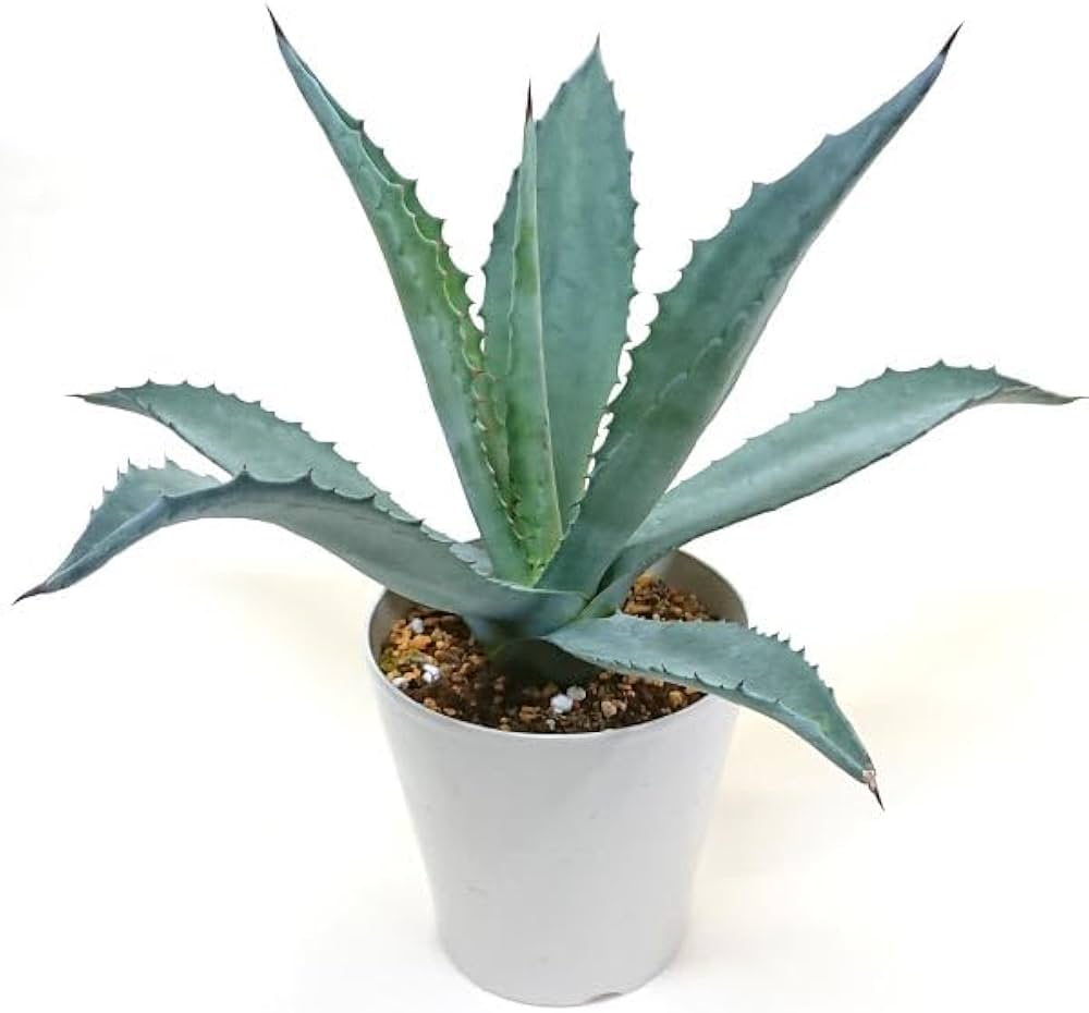Amazon｜アガベ アメリカーナ リュウゼツラン科 耐寒性 -1～-9℃ 5号 鉢