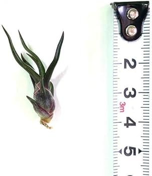 Amazon.co.jp: (現品) チランジア ブルボーサ 'タイニーダンサー' (No