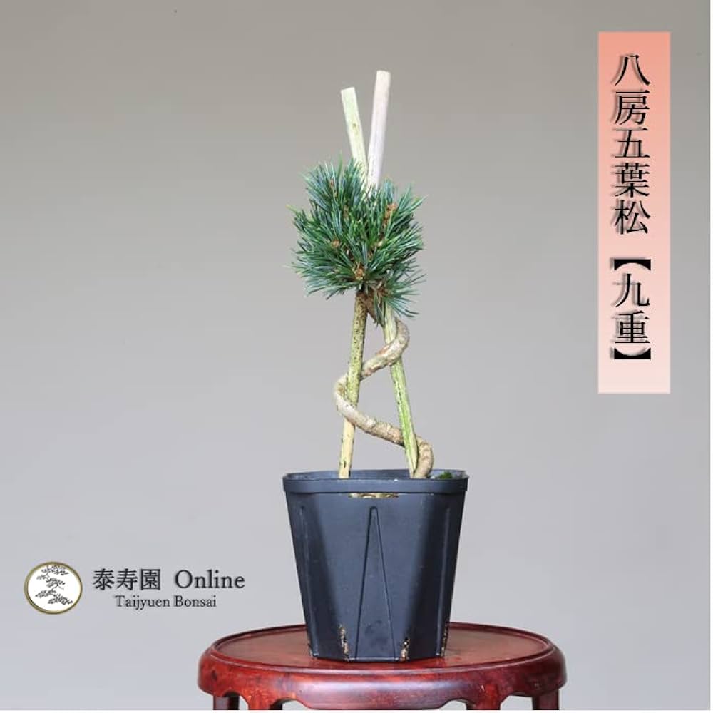 Amazon.co.jp: 八房五葉松【九重】苗木・素材 小品盆栽【泰寿園 Online