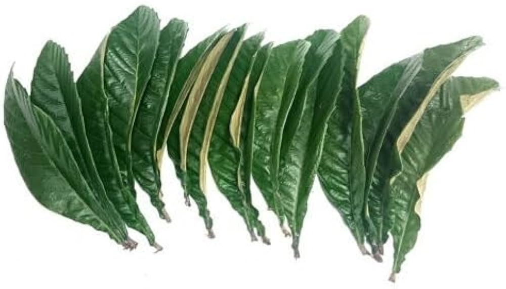 Amazon.co.jp: 無農薬 枇杷の葉（びわの葉） 150g（枇杷の生葉15枚