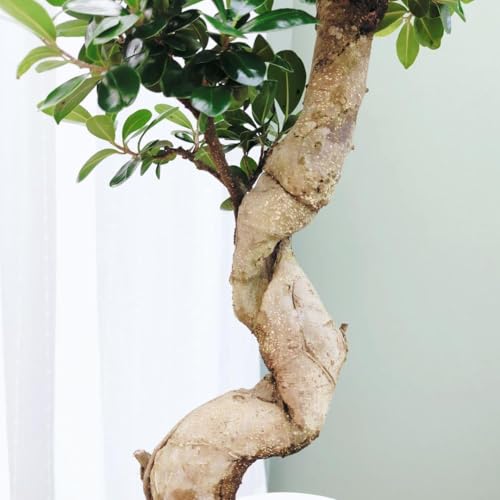 観葉植物 ガジュマル 昇り竜」の人気商品一覧 | 安い商品を通販サイト