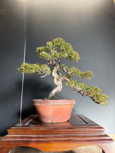 糸魚川真柏」の人気商品一覧 | 安い商品を通販サイトから探す - 価格.com