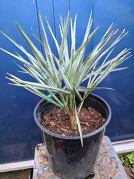 Amazon.co.jp: お任せ株◇チャメロプス フミリス セリフェラ 7号