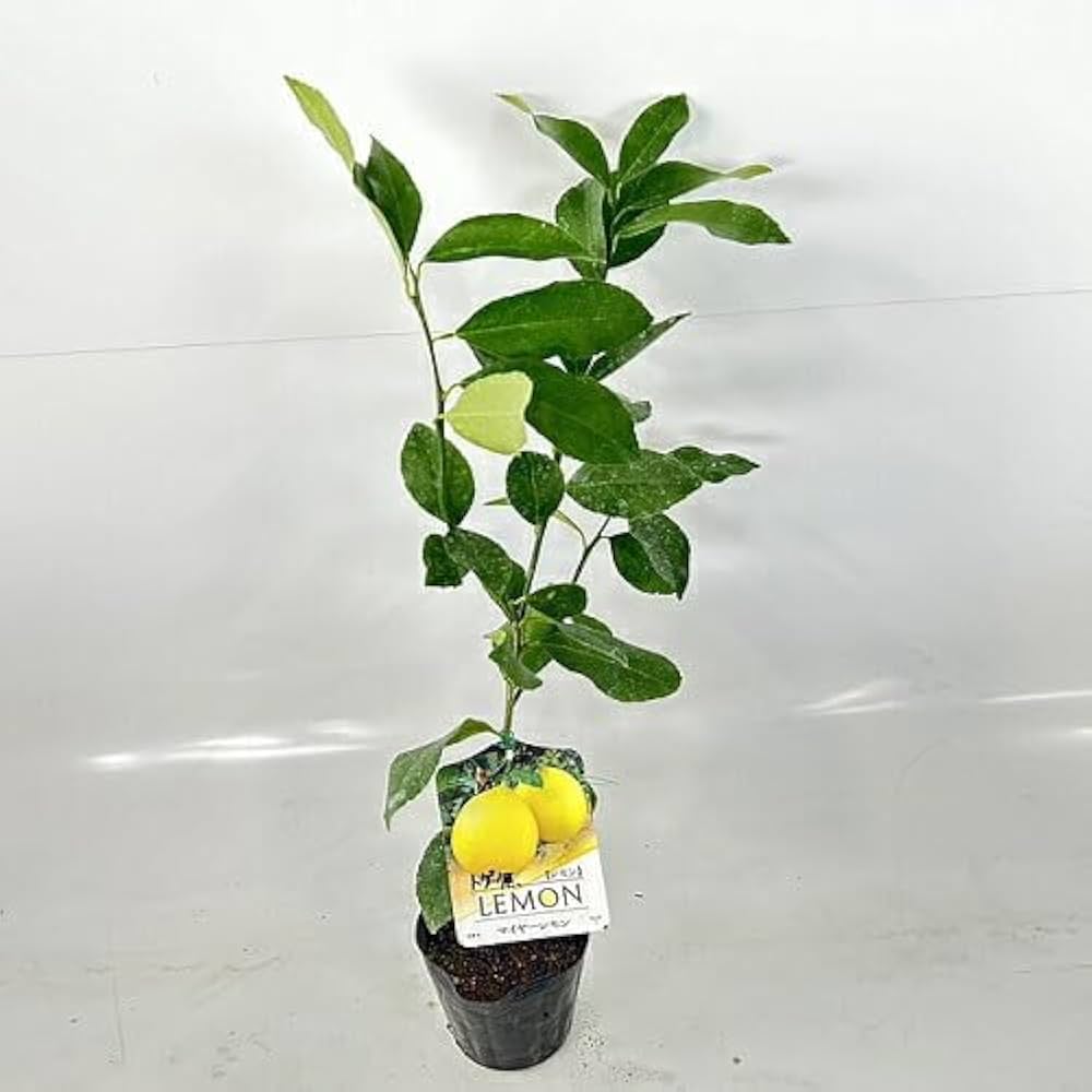 Amazon.co.jp: レモン トゲなしマイヤー 樹高0.5m前後 15cmポット