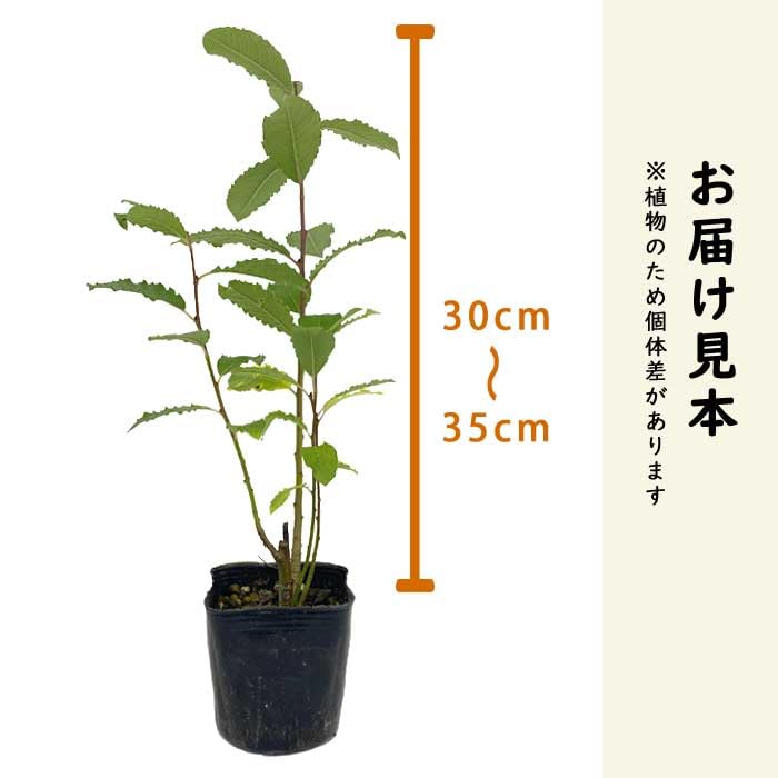 Amazon.co.jp: ネコヤナギ ピンクパール 9cmポット 猫柳 ねこやなぎ