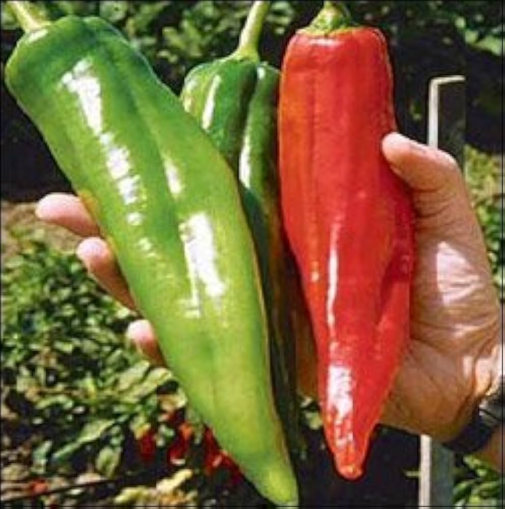 Amazon.co.jp: NuMexビッグジムチリペッパー10 +シード - 12インチ