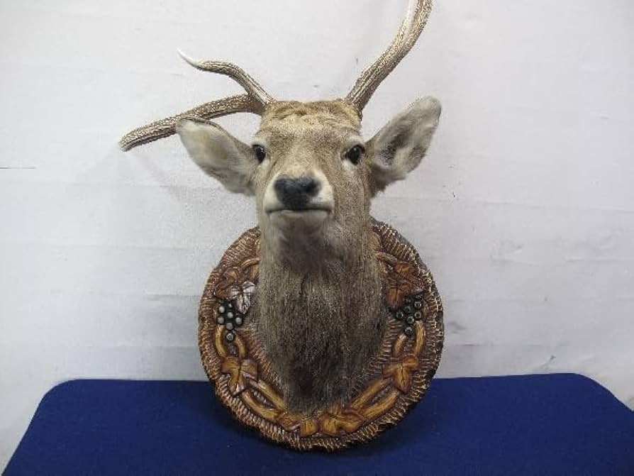 Amazon.co.jp: 蝦夷鹿（エゾシカ）剥製壁掛けハンティングトロフィー