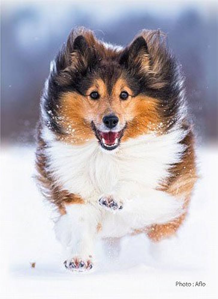 Amazon.co.jp: SUGOIスリーブシリーズ ふるもっふ 014「いぬ ver.3