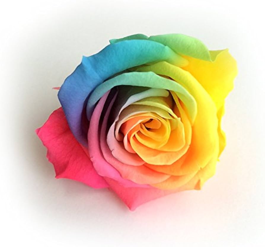 Amazon | レインボーローズ 1輪 【プリザーブドフラワー】【バラ】【花