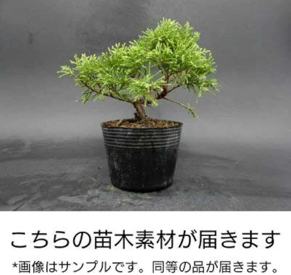 Amazon.co.jp: 【ミニ盆栽初心者セット】黄金真柏（しんぱく） 苗木