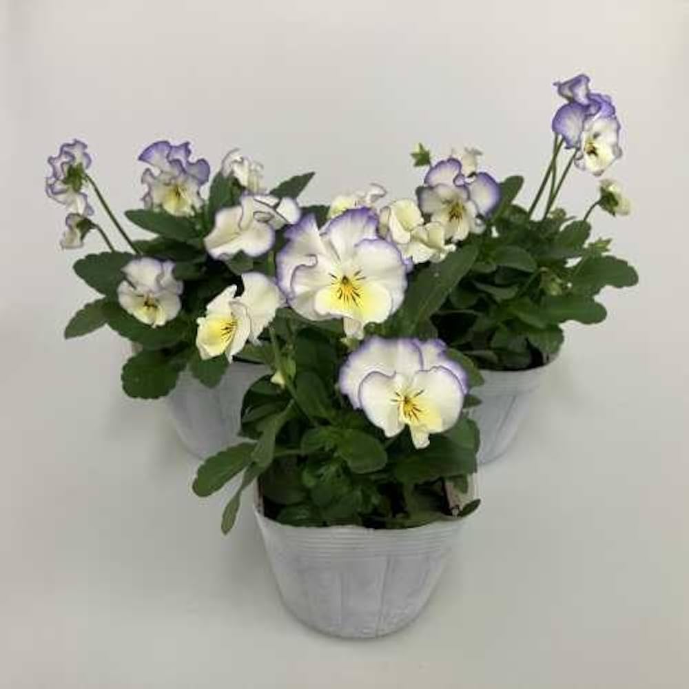 Amazon.co.jp: パンジー フリルブルースワール 花ろまん フリル